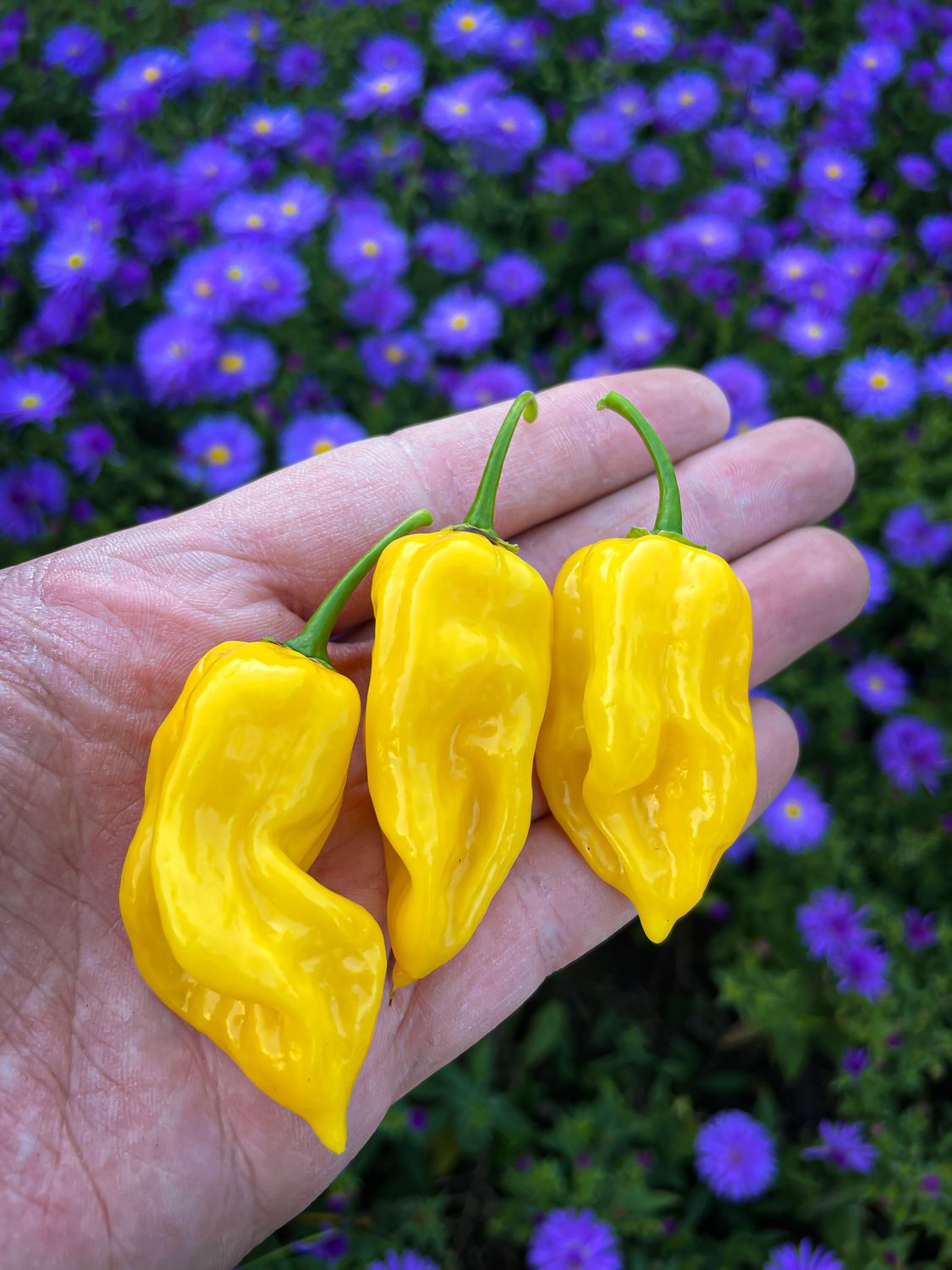 Habanero Hot Lemon
