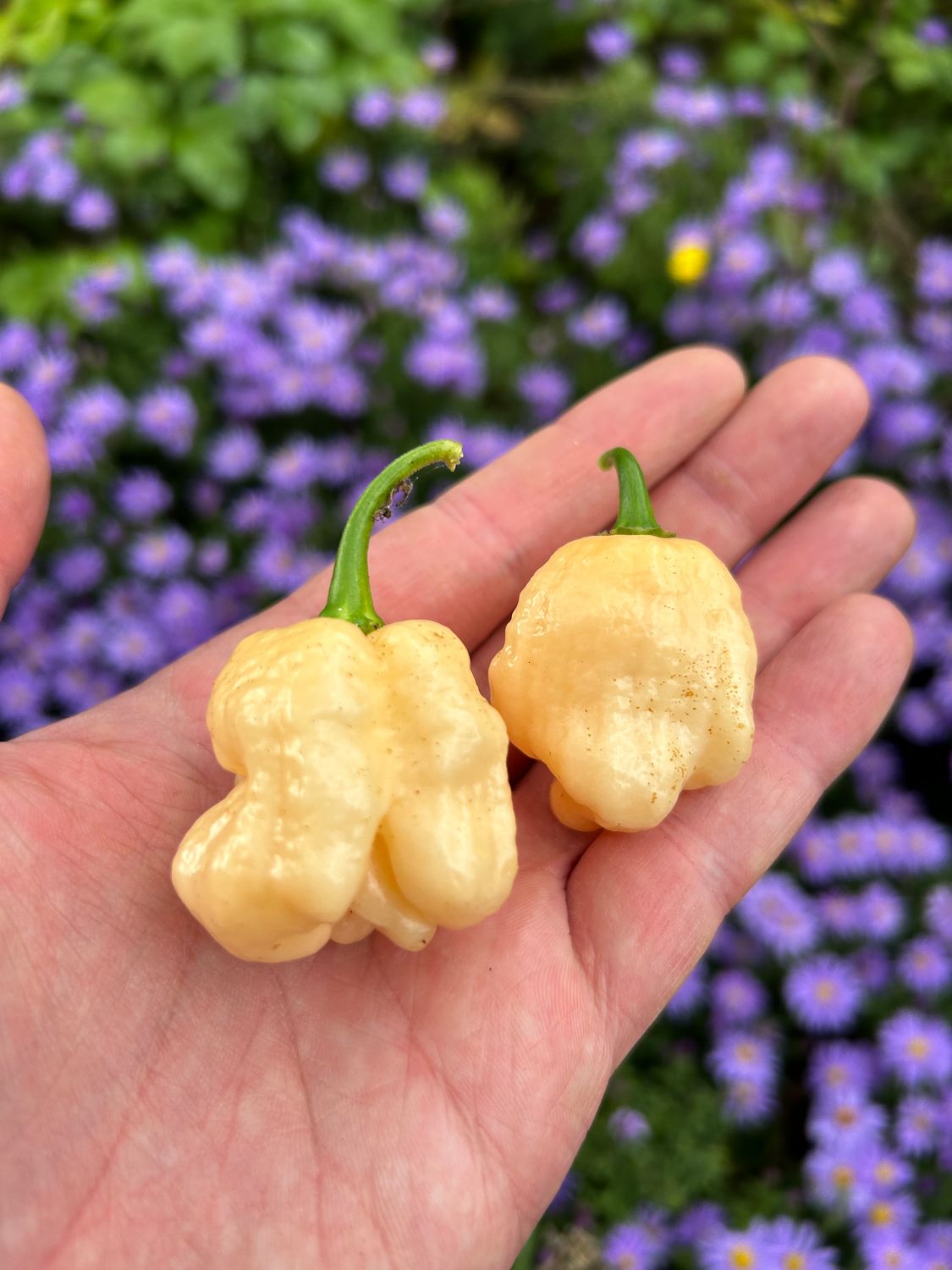 Bane Strain Peach