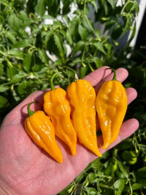Fatalii
