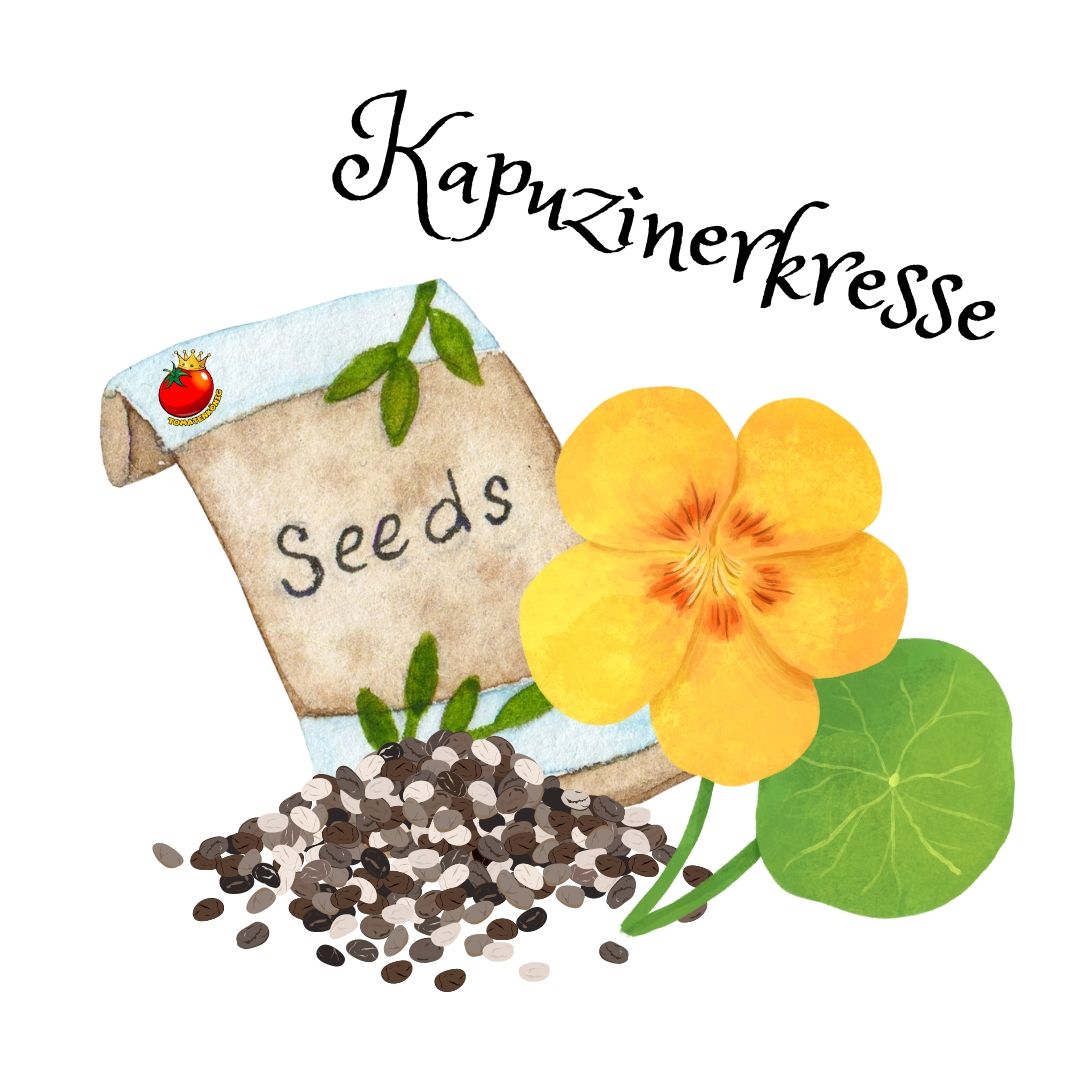 Kapuzinerkresse