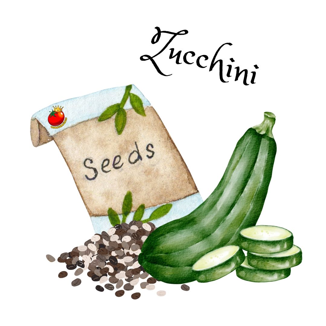 Zucchini