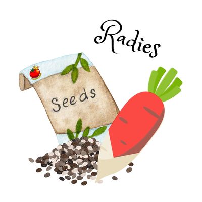 Radies ( rot )
