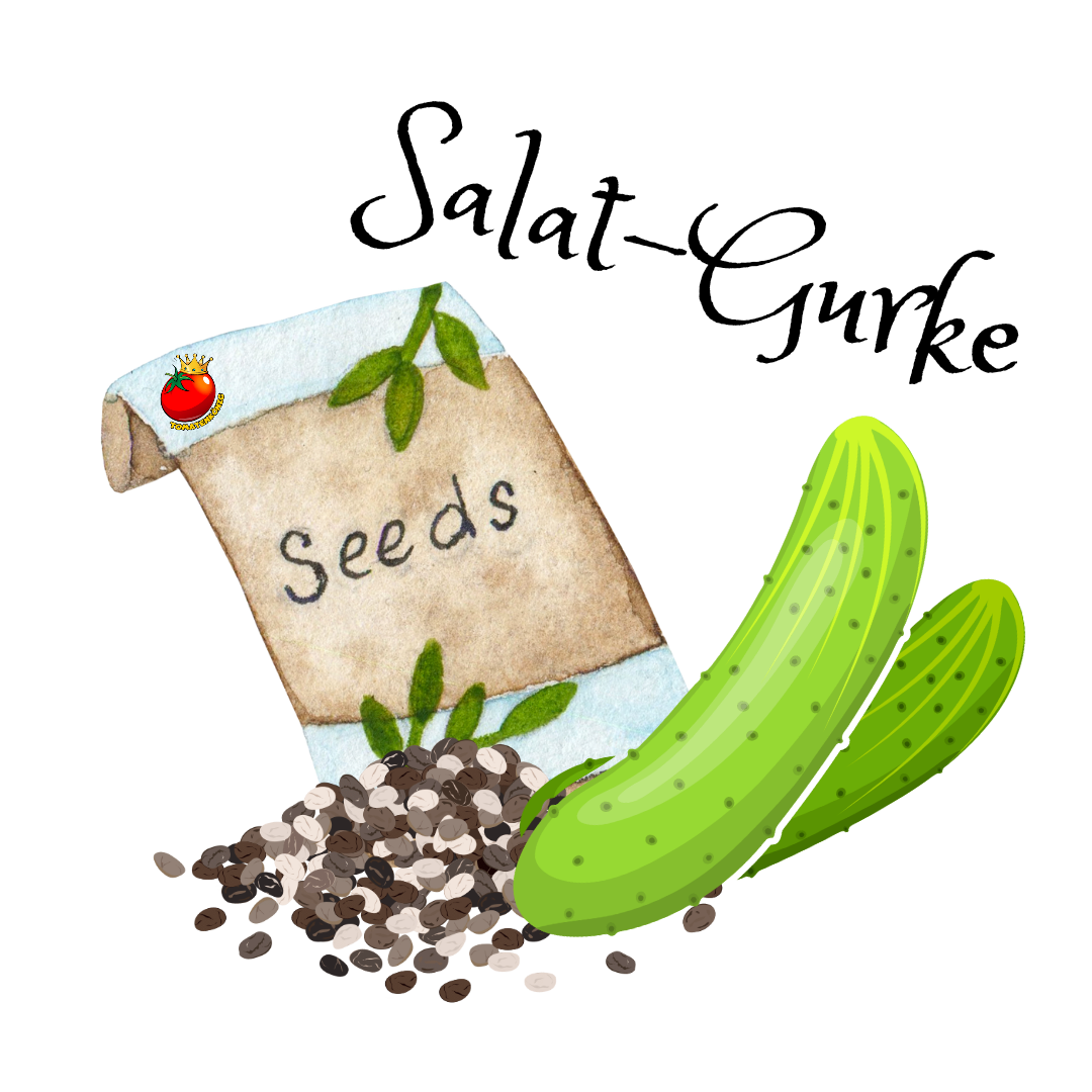 Salat-Gurke