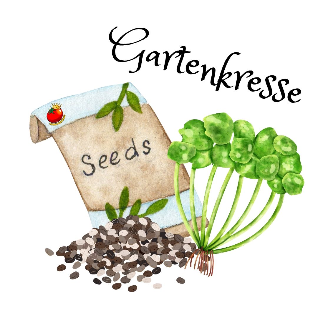 Gartenkresse