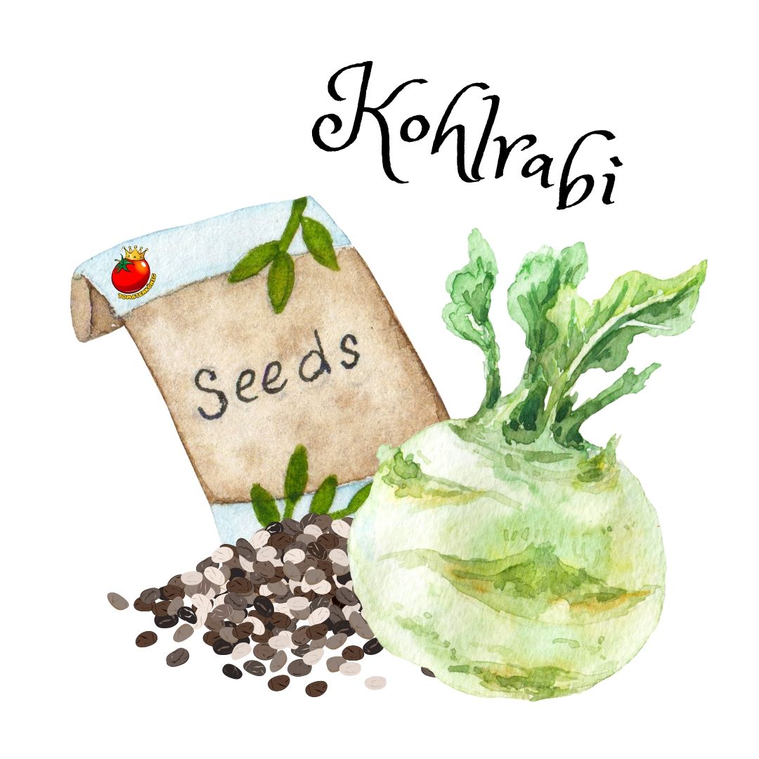 Kohlrabi