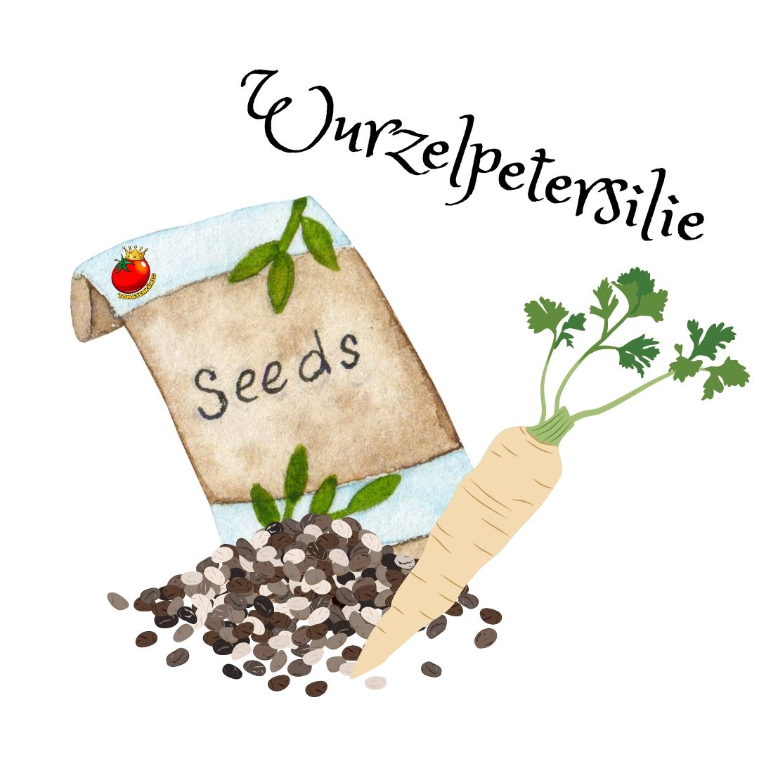 Wurzelpetersilie