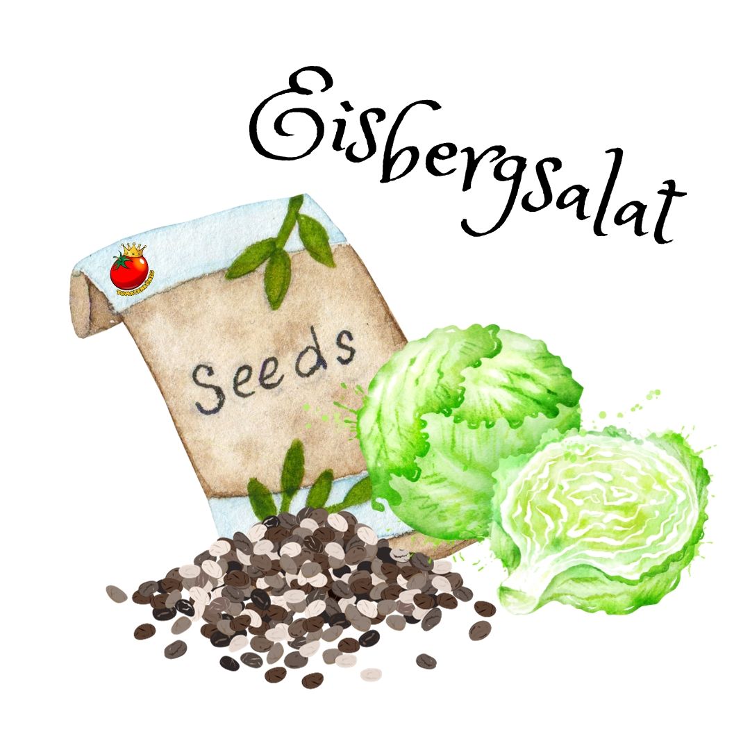 Eisbergsalat