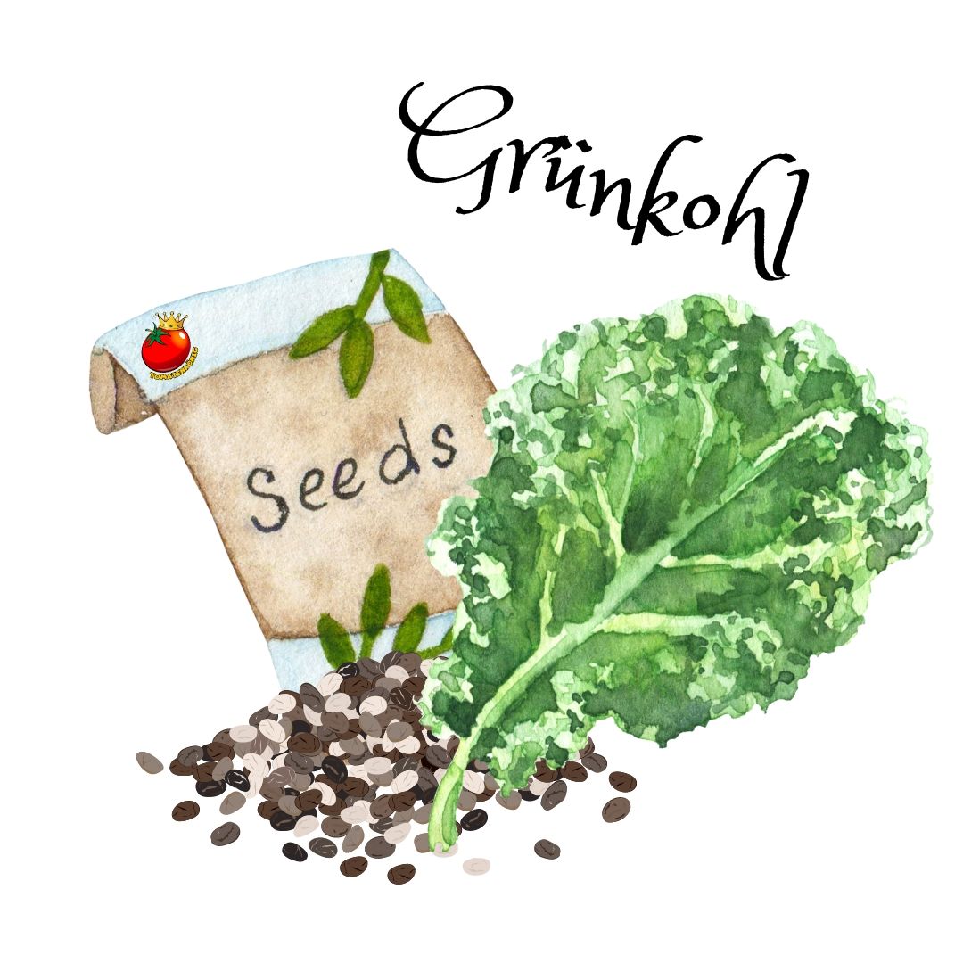 Grünkohl