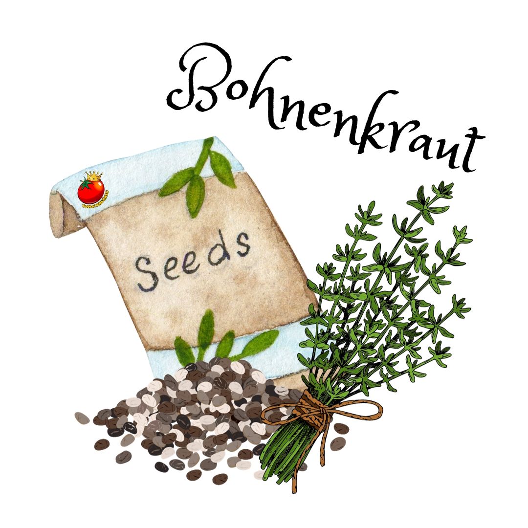 Bohnenkraut