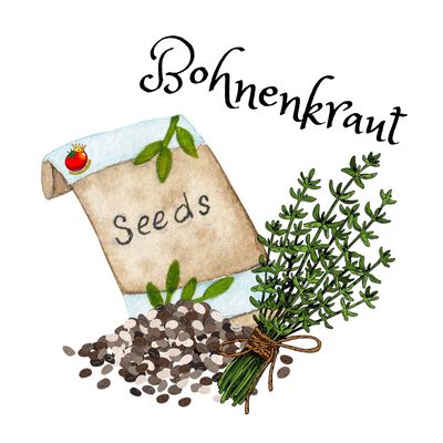 Bohnenkraut