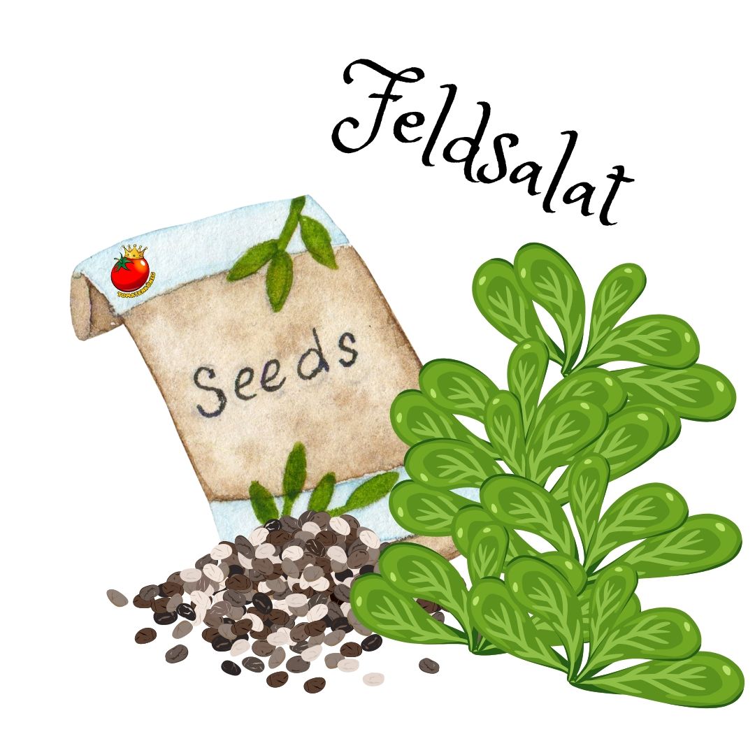 Feldsalat