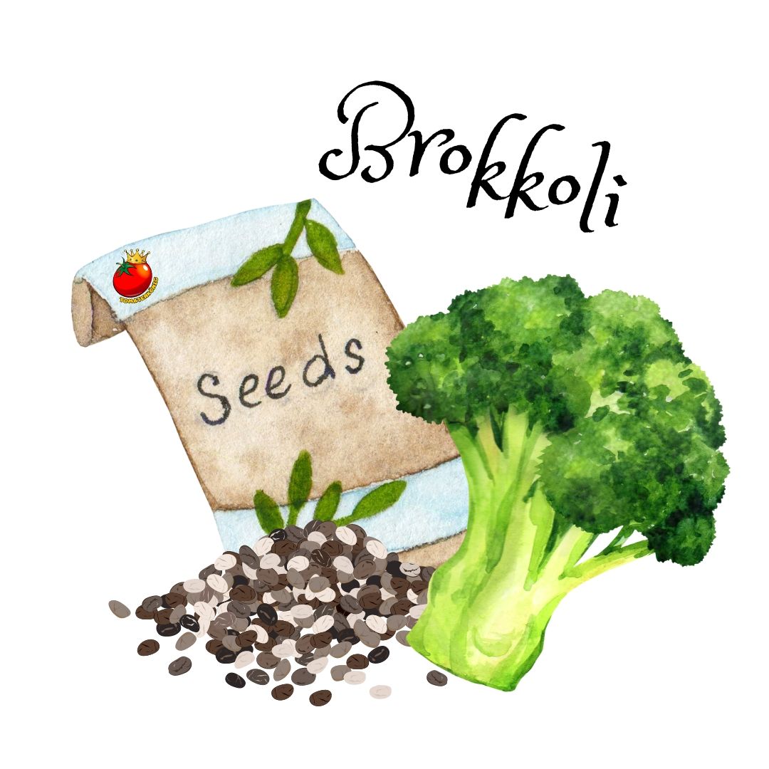 Brokkoli