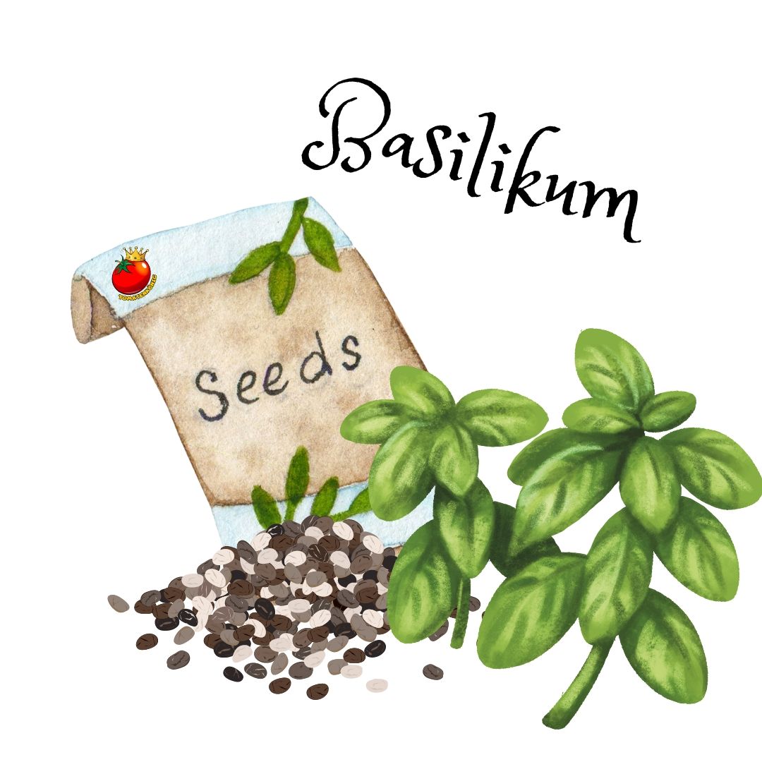 Basilikum