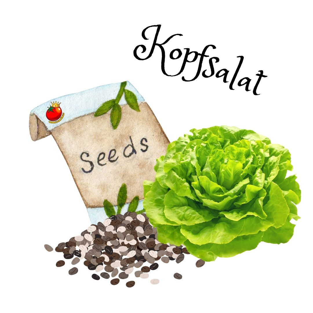 Kopfsalat