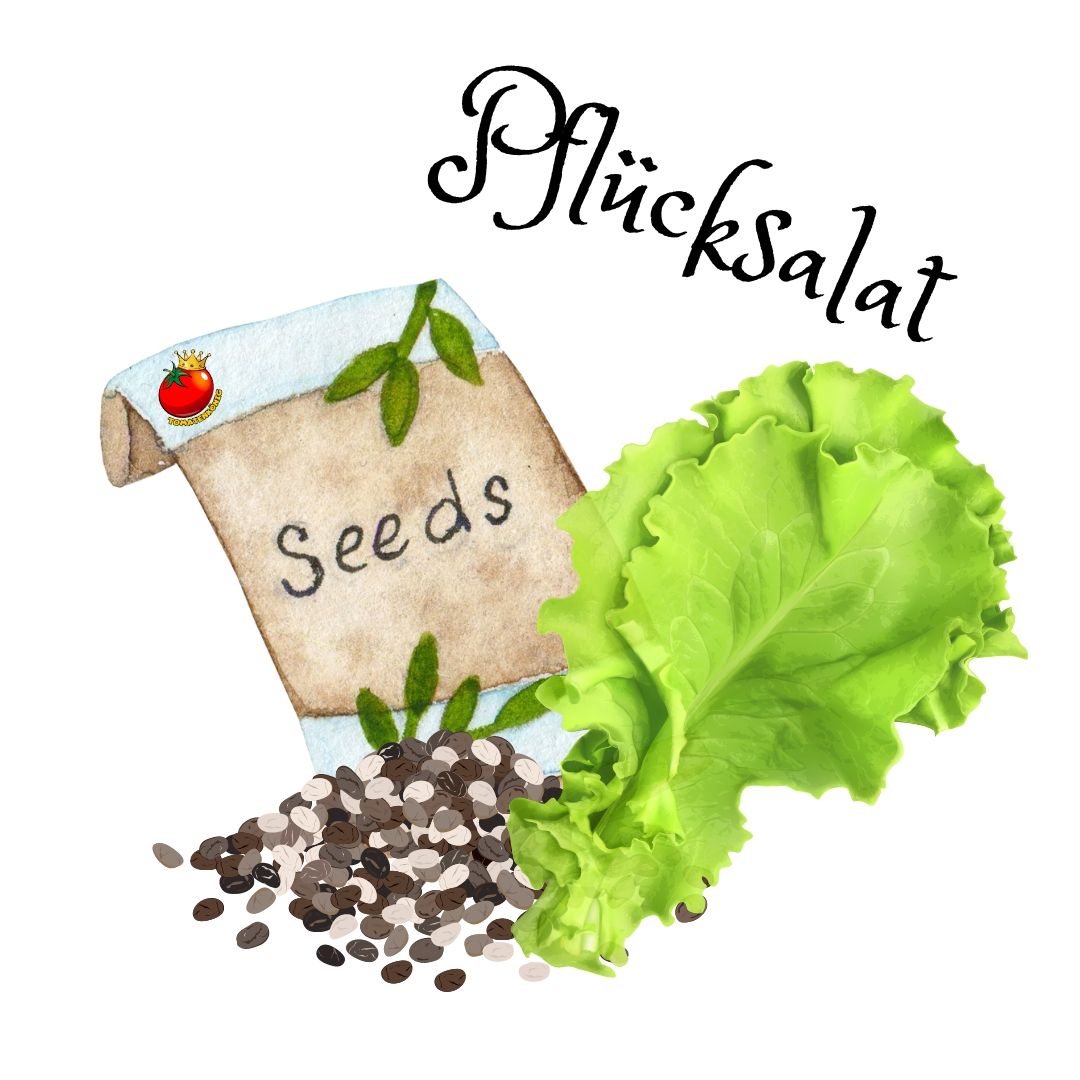 Pflücksalat