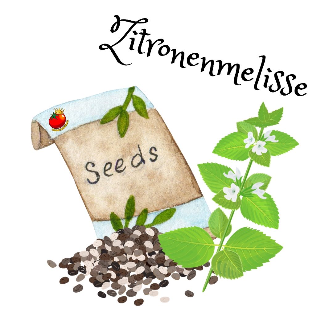 Zitronenmelisse