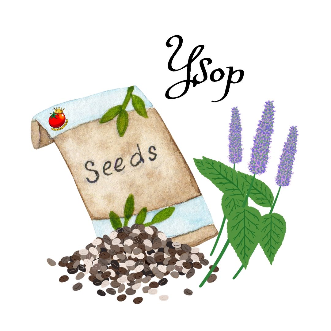 Ysop