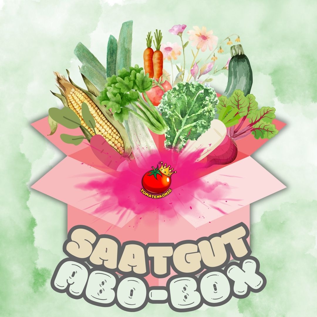Tomatenkönig Saatgut-Abobox