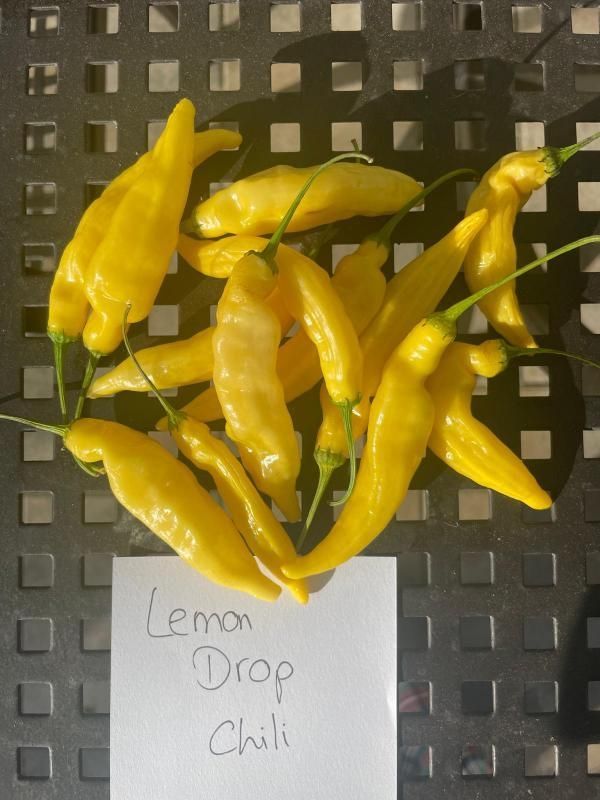 Lemon Drop