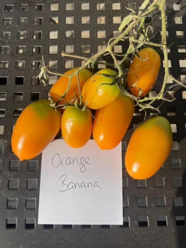 Orange Banana