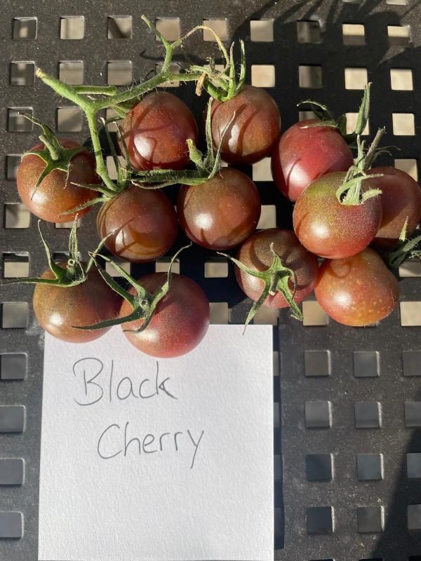 Black Cherry
