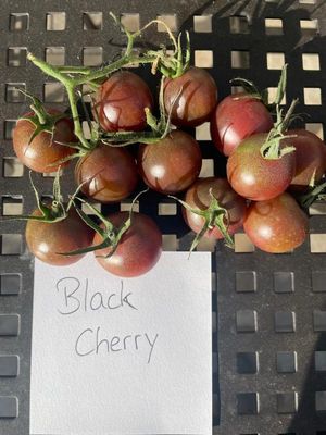 Black Cherry