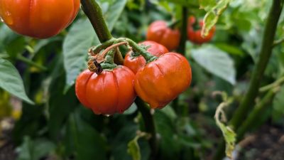 Menschenfressertomate