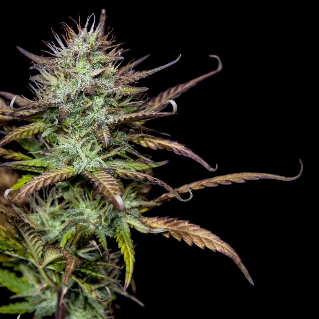 Cookies Auto ( 1 Samen )