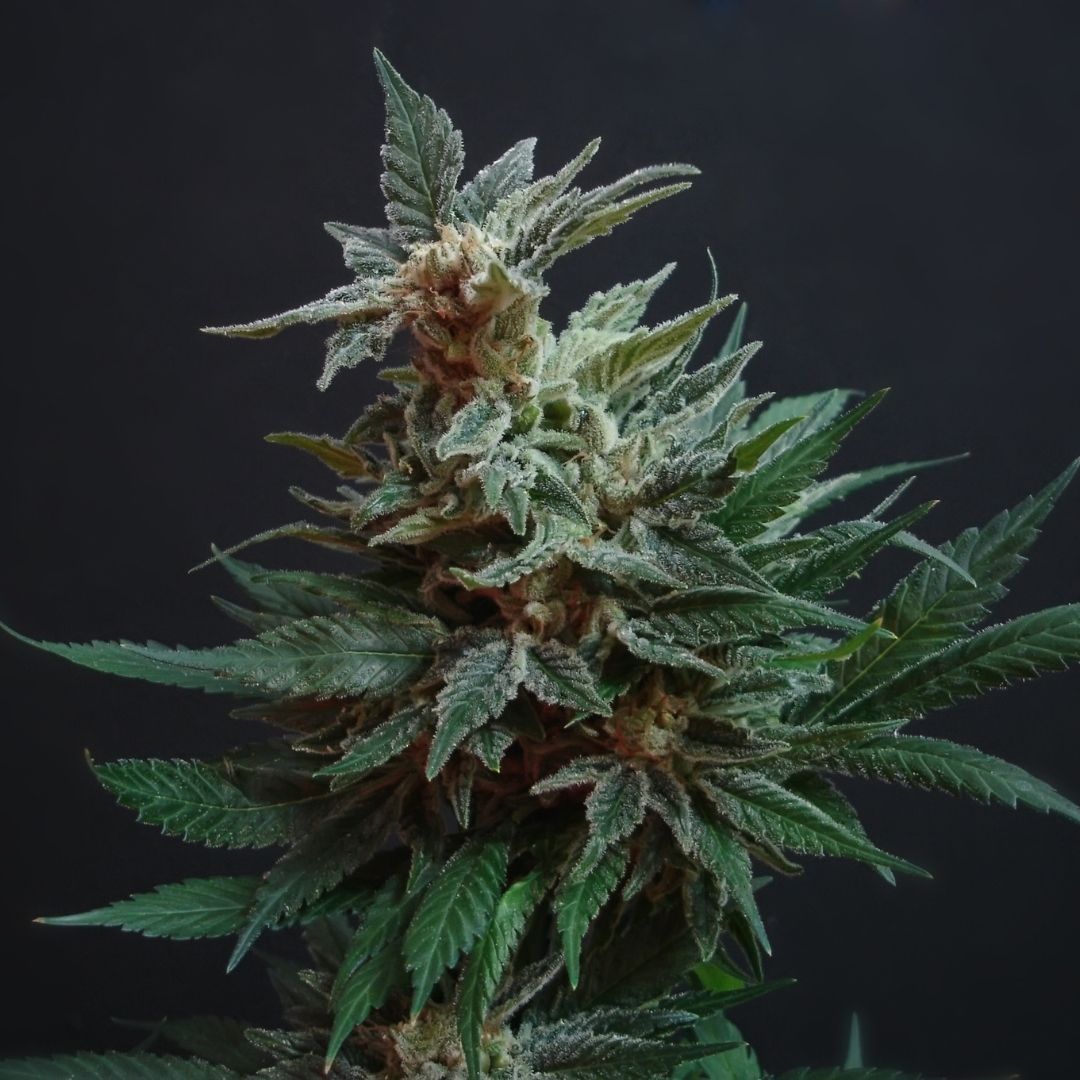 CBD Auto ( 1 Samen )