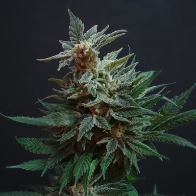 CBD Auto ( 1 Samen )