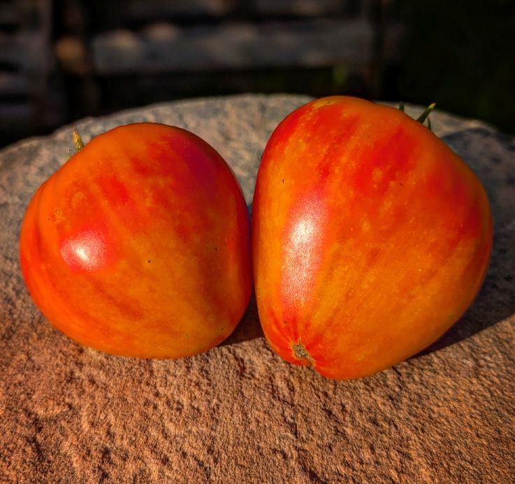 Orange Russian