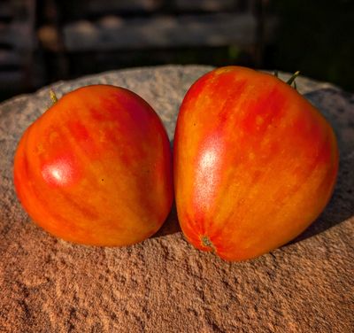 Orange Russian