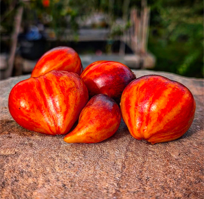 Sofias Sweet Caramel