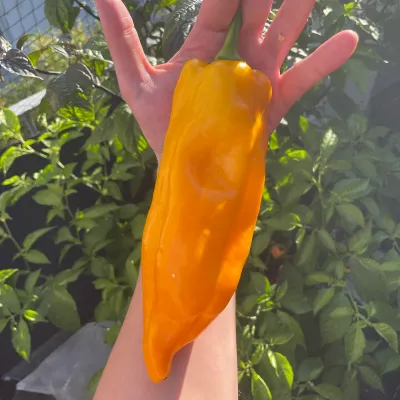 Golden Marconi Golden Marconi