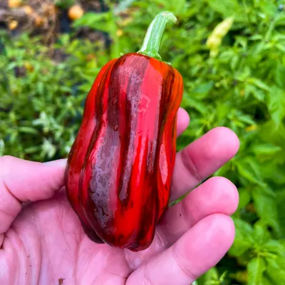 Candy Cane Choclate Cherry Candy Cane Choclate Cherry