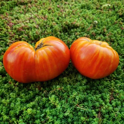 Georgia Streak Georgia Streak