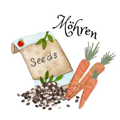 Möhren Möhren