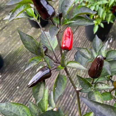 Dream Catcher Farmers Market Jalapeno