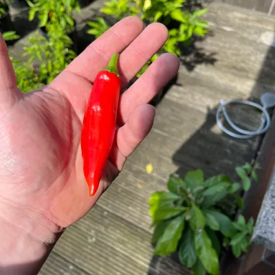 Scotch Bonnet x Serrano