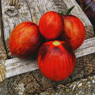 Königin der Nacht Königin der Nacht