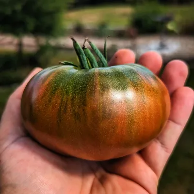 Cherokee Purple Cherokee Purple