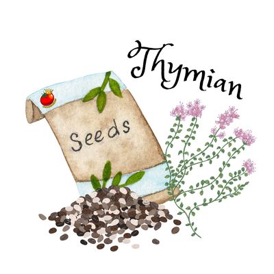 Thymian Thymian