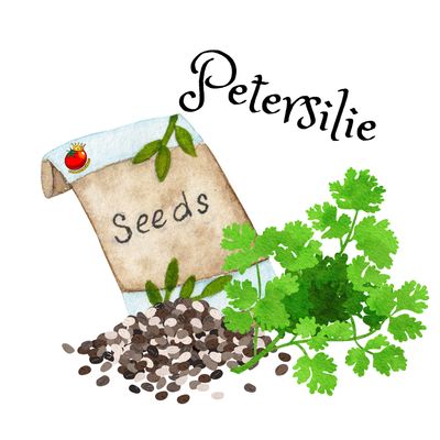 Petersilie Petersilie