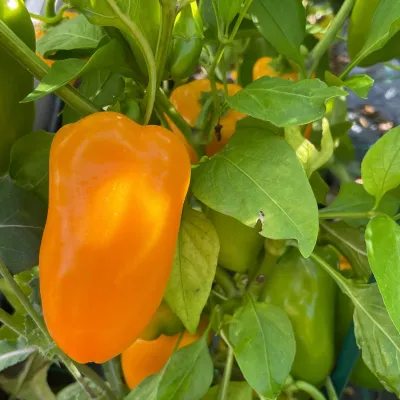 Snackpaprika Gelb Snackpaprika Gelb