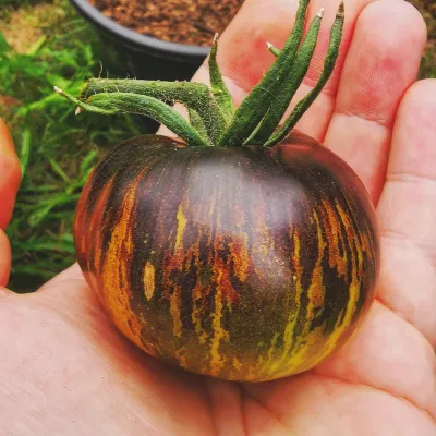 Xanadu Green Goddess