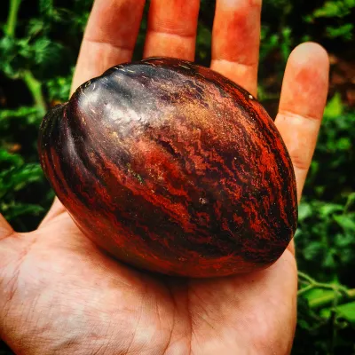 Rebell Starfighter Prime Rebell Starfighter Prime