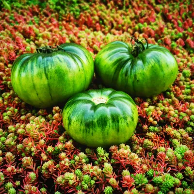 Charlie Green Charlie Green