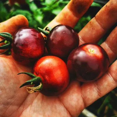 Glossy Rose Blue Glossy Rose Blue