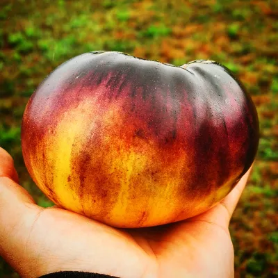 Sart Roloise Sart Roloise