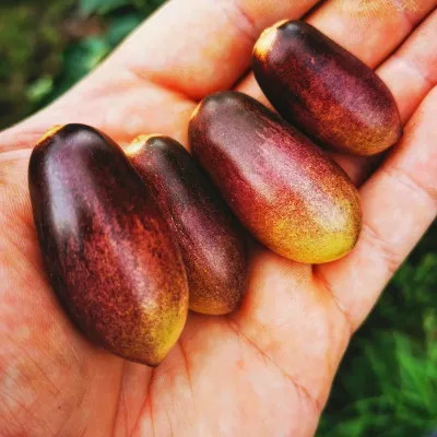 Schwarzgelbes Birnchen